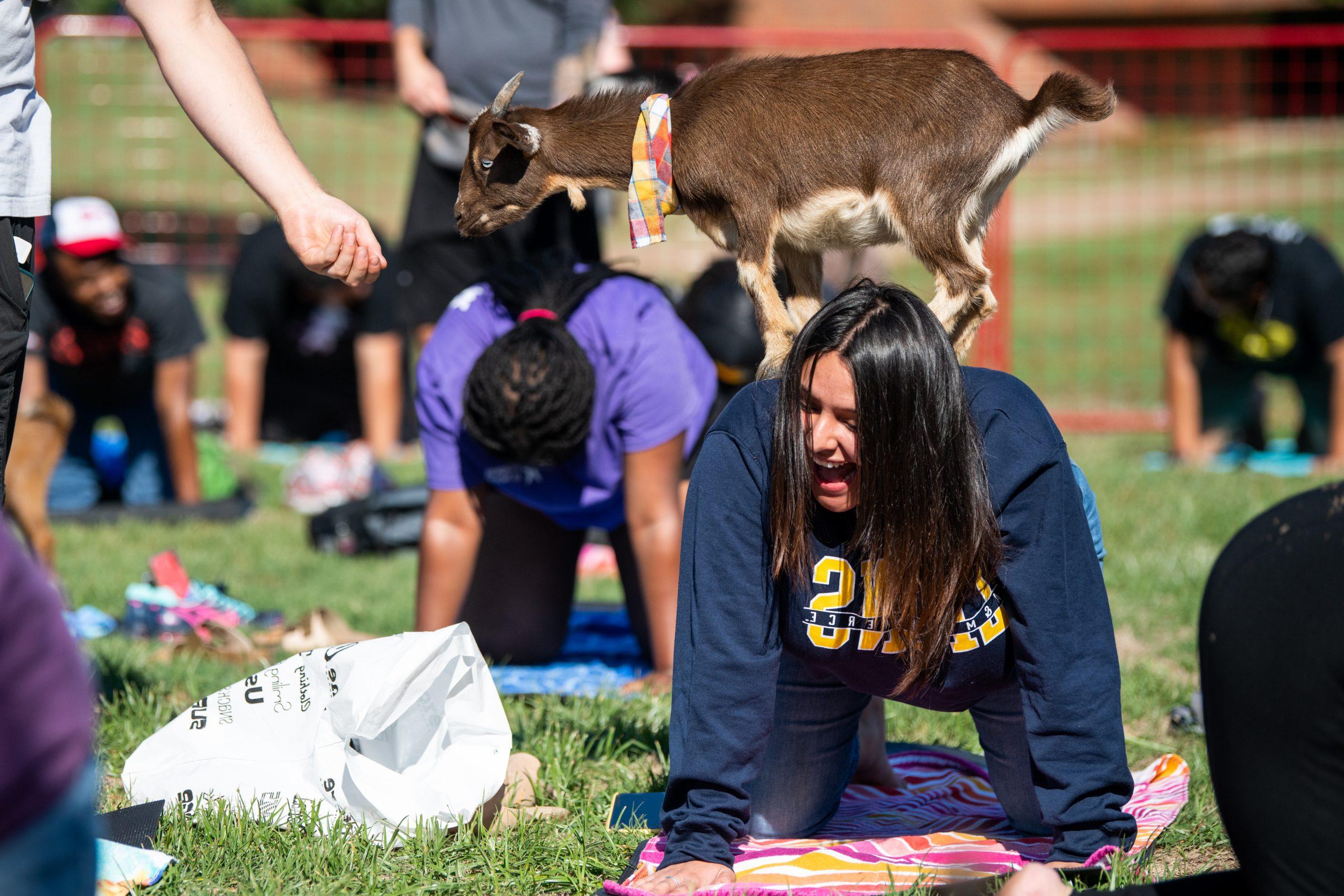 Students performing yoga with goats.